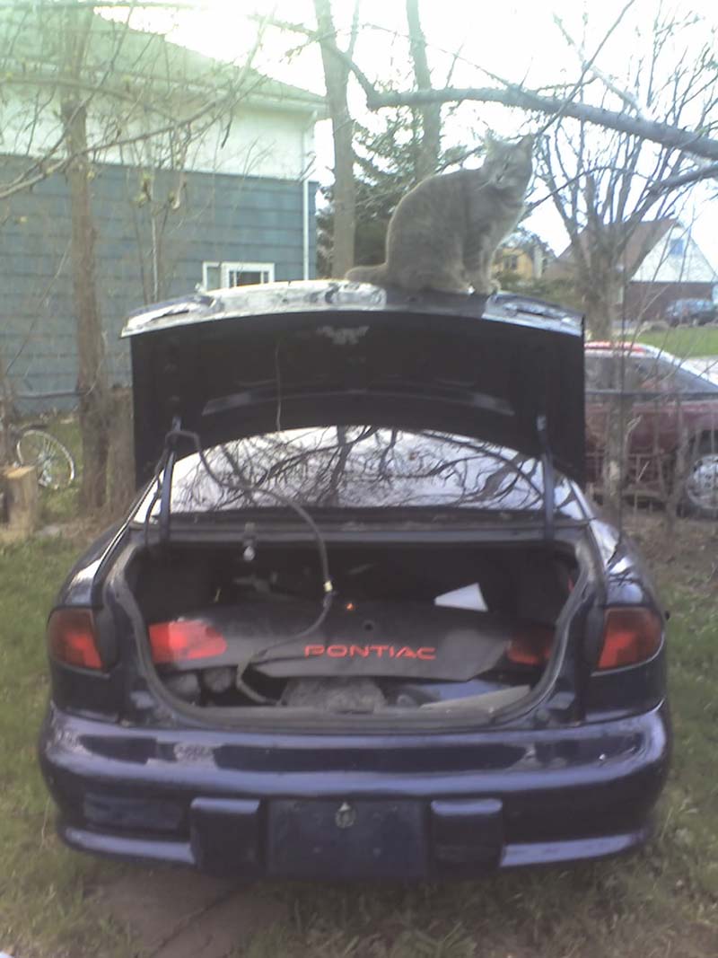 Cat sitting on blue cavalier trunk lid